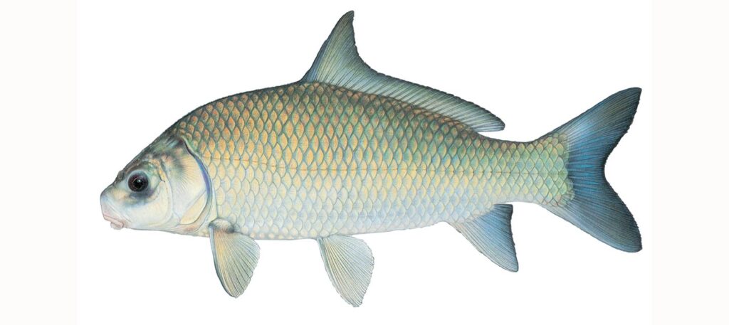 Illustration of a smallmouth buffalo.