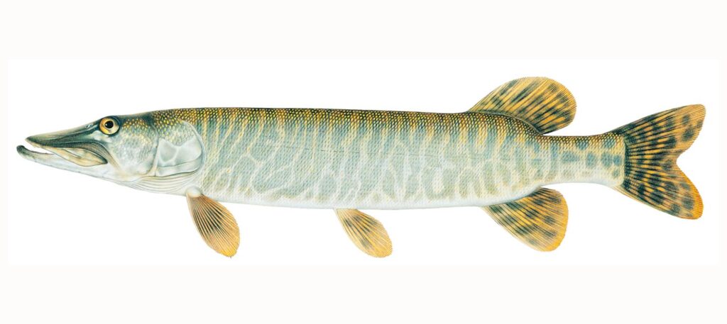 Illustration of a tiger muskie.