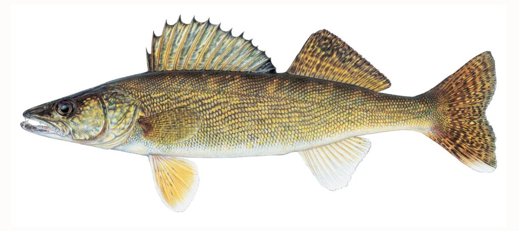 Illustration of a walleye.