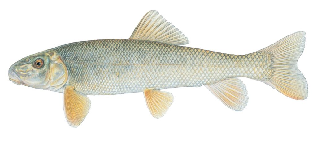 Illustration of a white sucker.