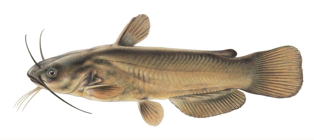 Illustration of a yellow bullhead.