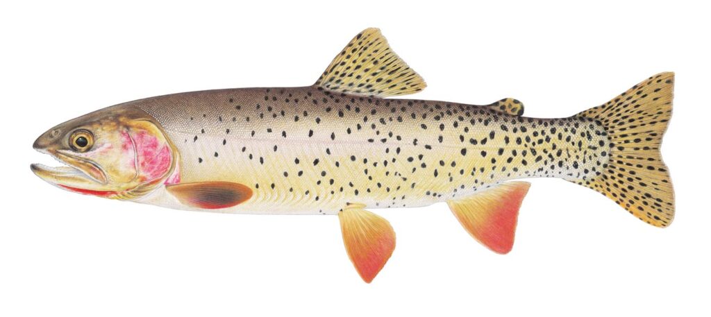 Illustration of a cutthroat trout.