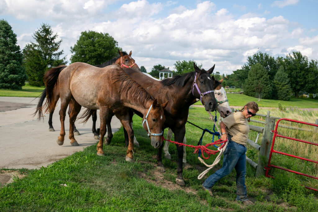 Wrangler leading several horses.