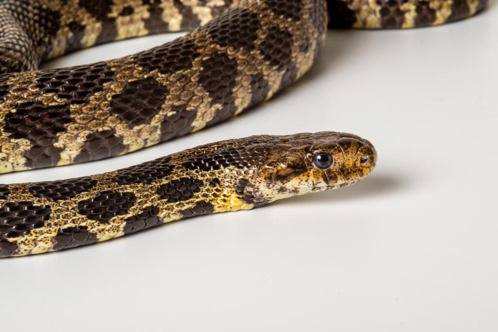 Closeup of a western fox snake's head.