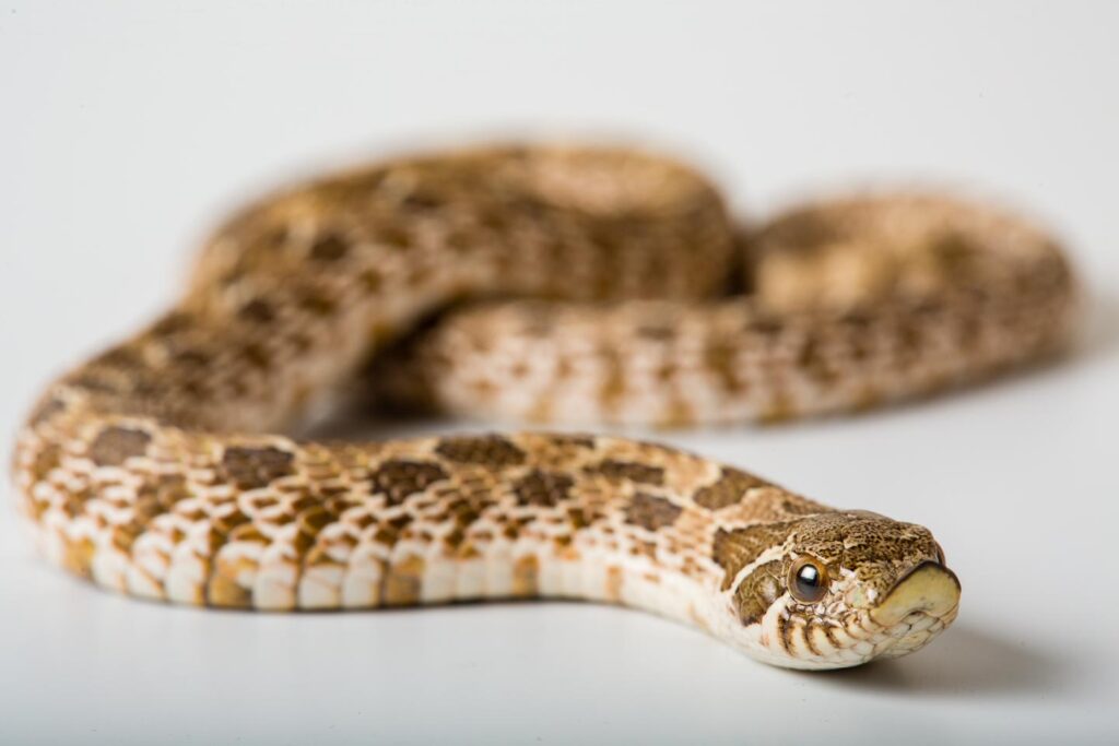 Western hognose snake on a gray background.