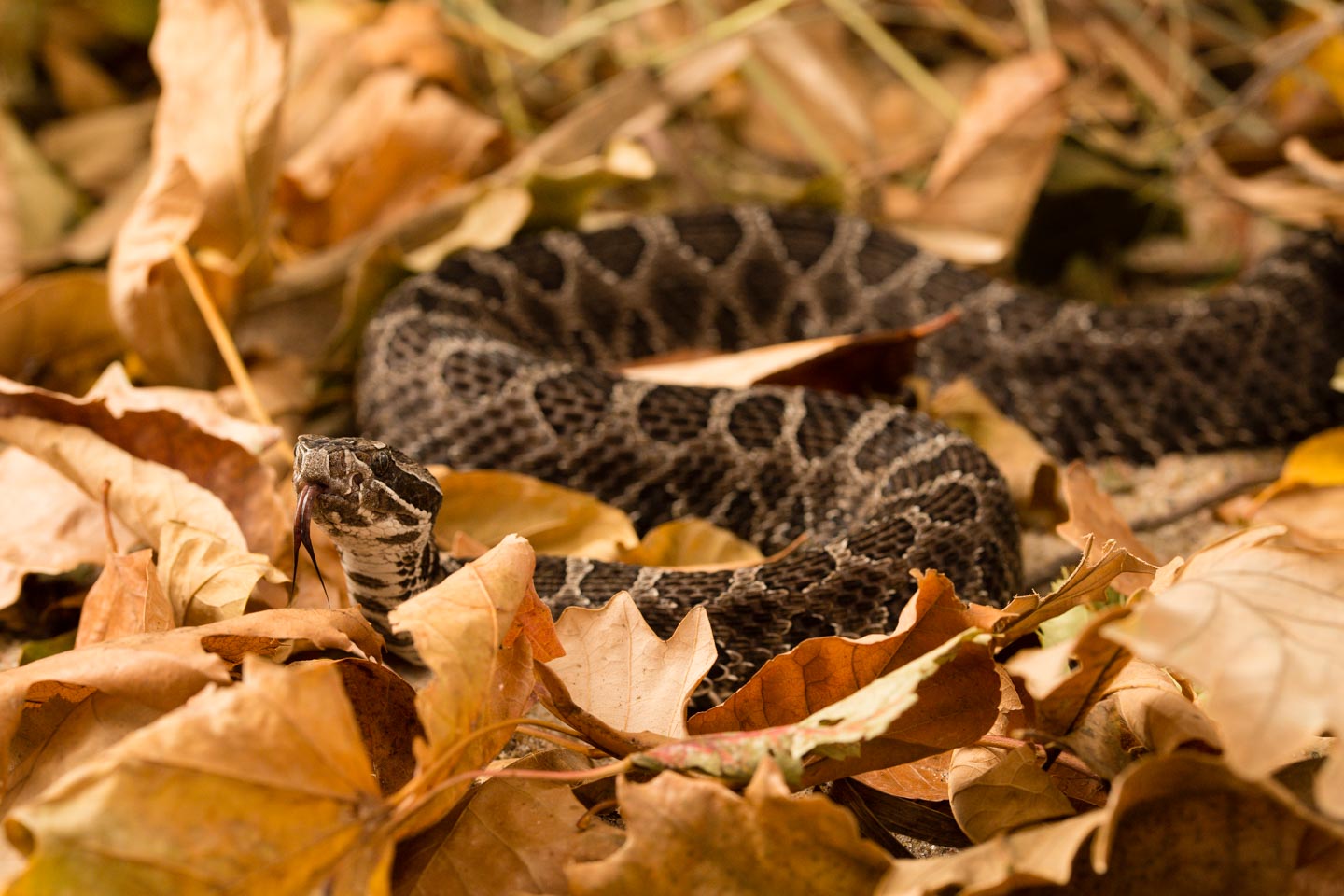 Western Massasauga