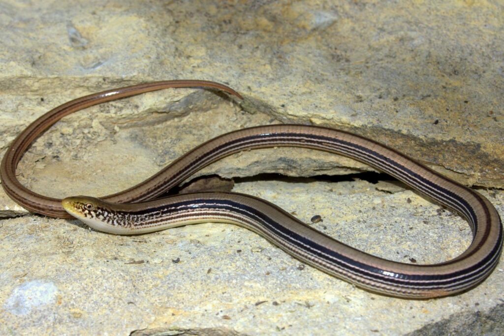 Western slender glass lizard on a rock.