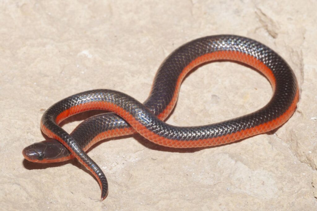 Western worm snake on a rock.