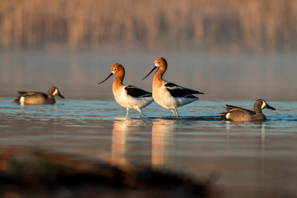 American avocets - Little Salt Fork Marsh