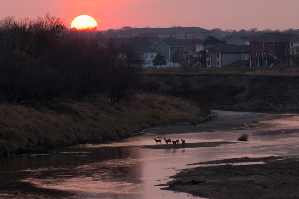 White tailed deer cross Salt Creek on a saline wetland with an urban community in the background.