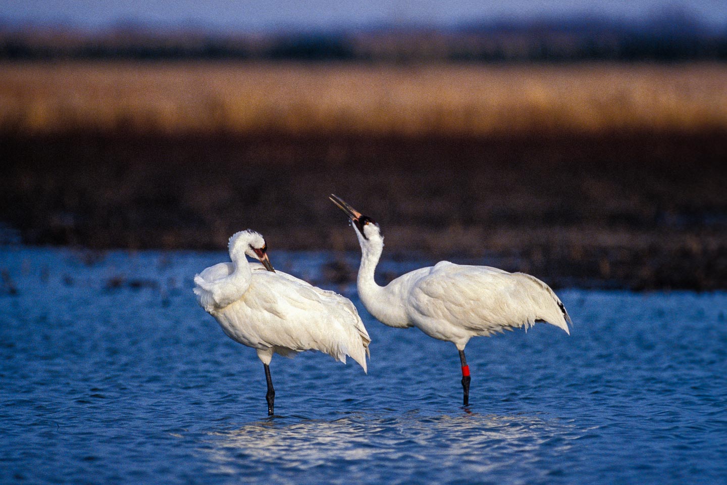 Whooping Crane