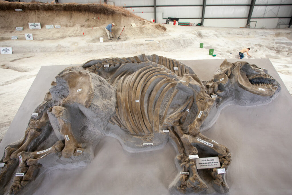 An ancient rhino fossil in the Rhino Barn at Ashfall Fossil Beds State Historical Park.