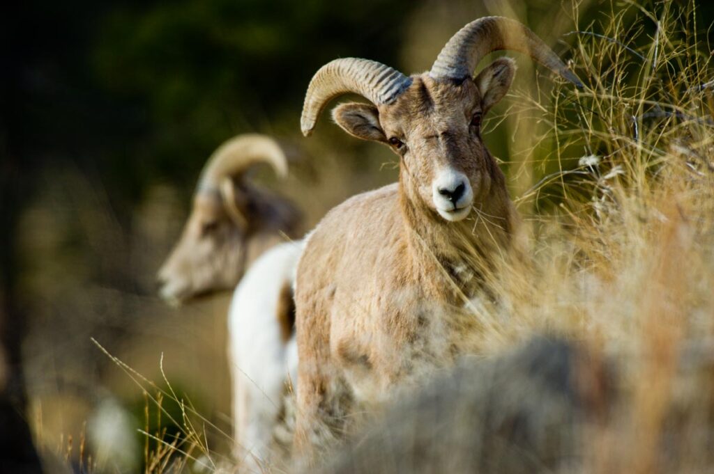 Bighorn sheep ram on a hill.