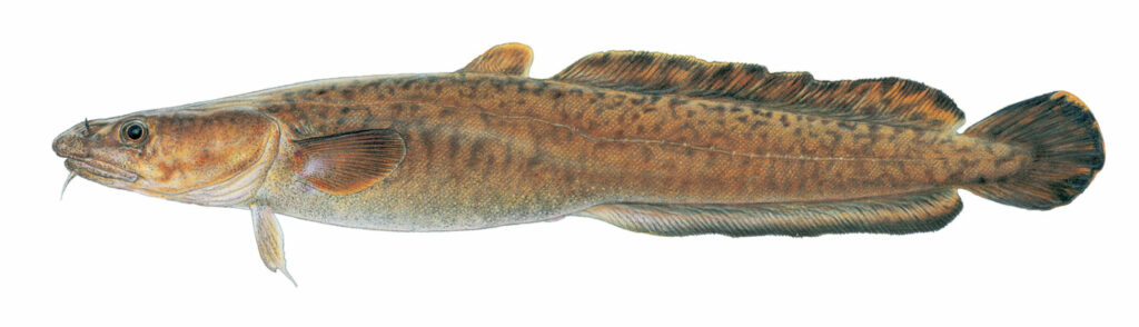 Burbot illustration