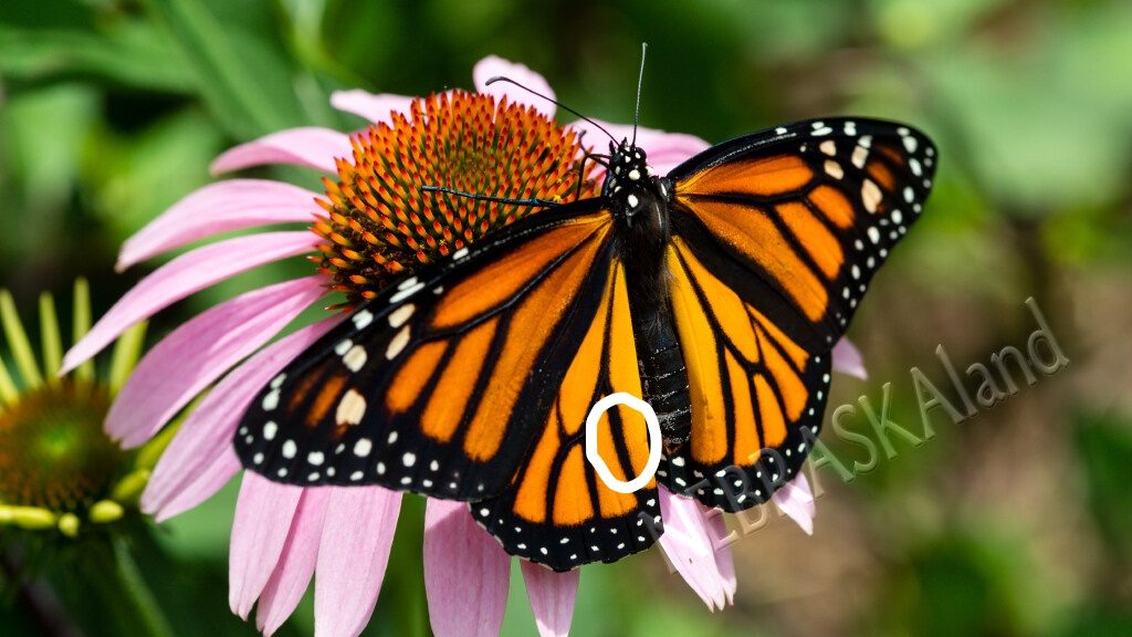 Female monarch on coneflower