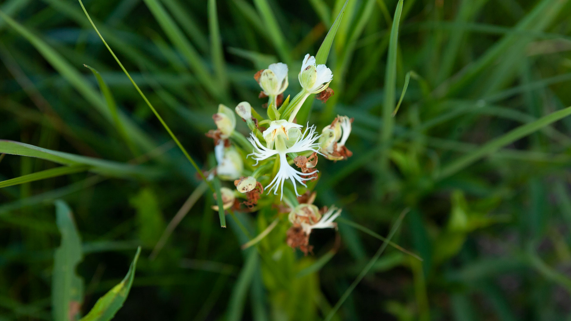 Western Prairie Fringed Orchid