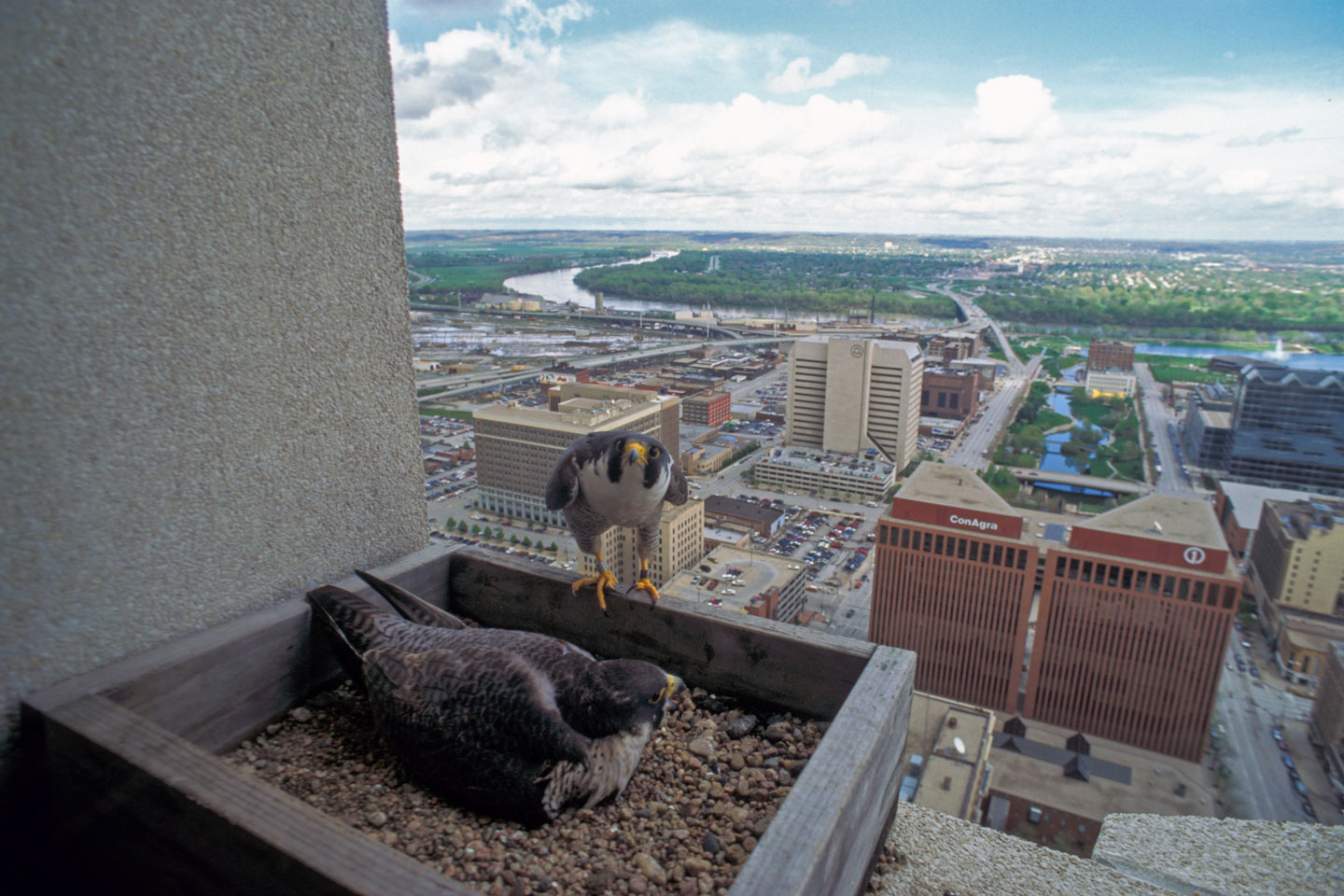 Peregrine Falcons