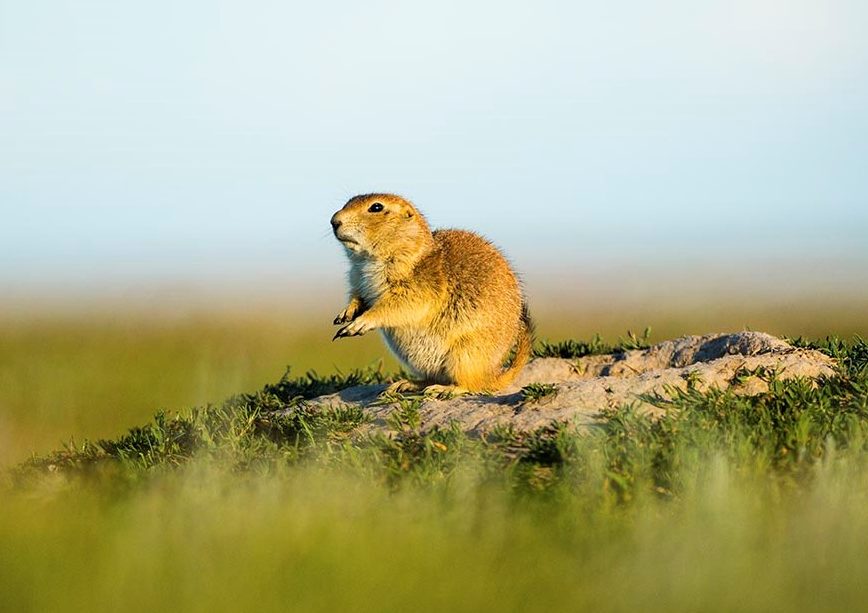 A prairie dog sitting near a burrow.