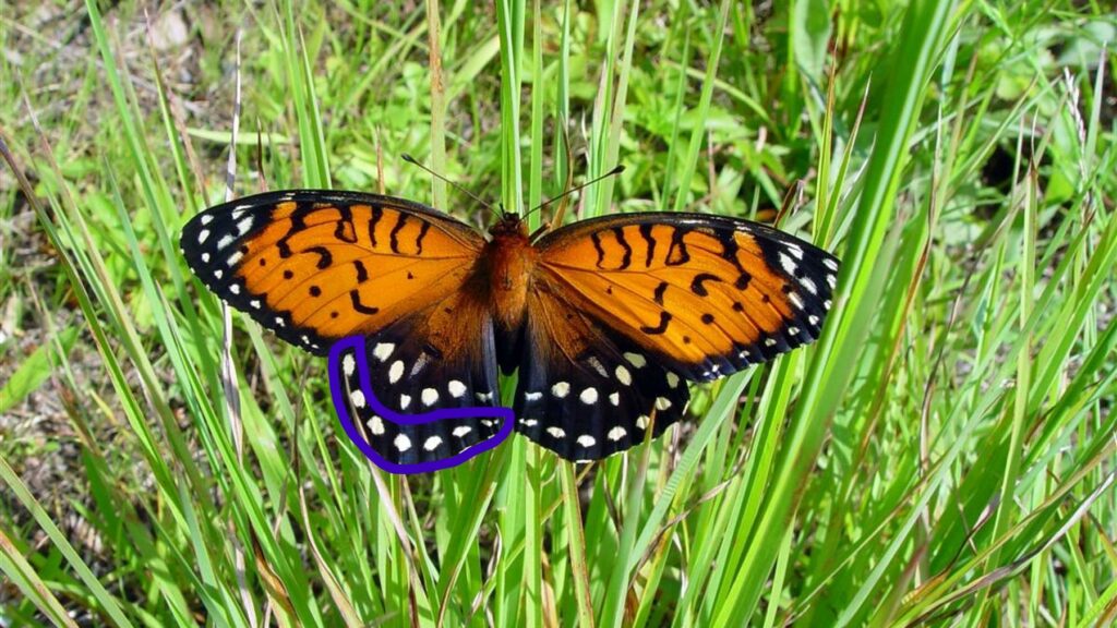 Regal fritillary on plant stem