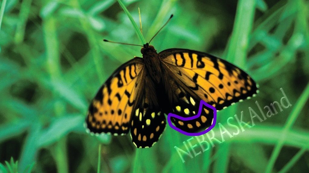 Male regal fritillary in grassy field