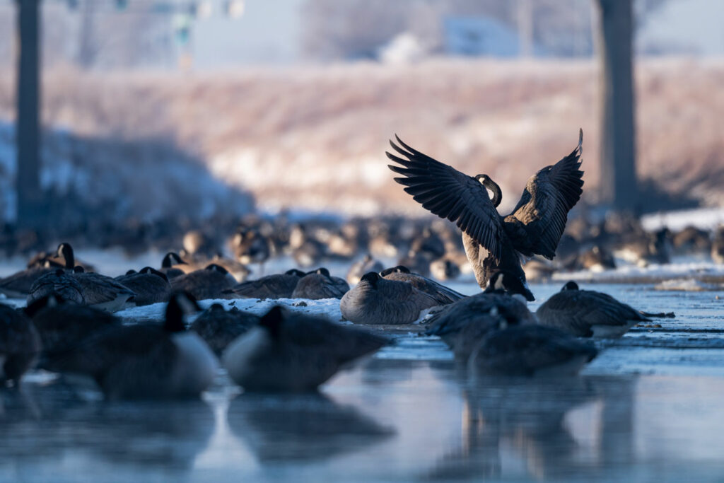 A group of Canada geese stay resting on a frigid morning along salt creek.