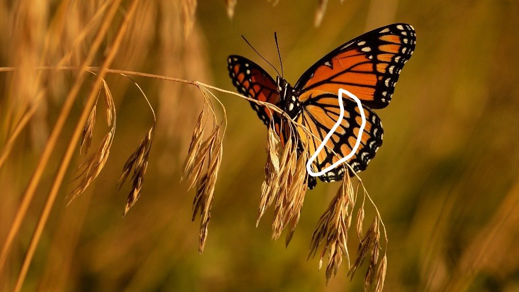 Viceroy butterfly on plant stem