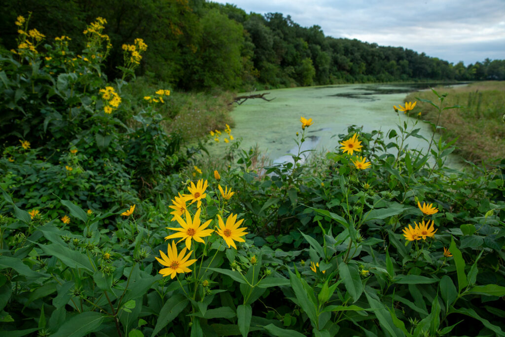 Sunflowers