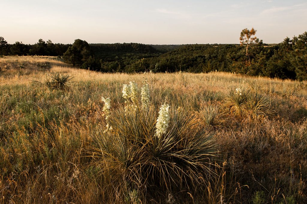 Yucca plant on a ridgetop at Keller Park SRA