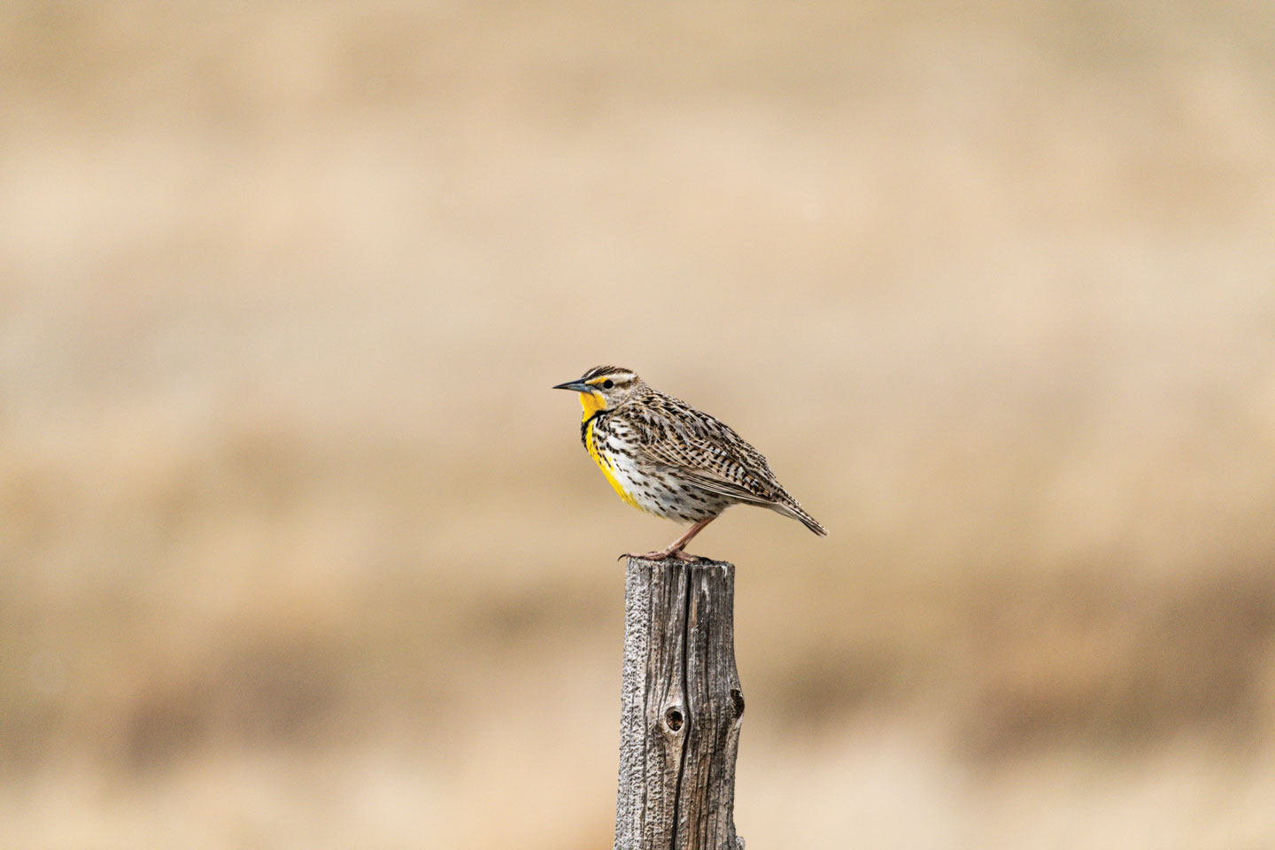 Participate in first Nebraska Birding Bowl