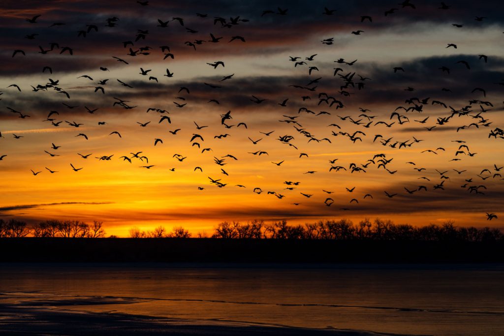 Canada Geese (Branta canadensis) during Sunrise at Lake Minatare State Recreation Area in Scotts Bluff County. Haag, Jan. 16, 2020. Copyright NEBRASKAland Magazine, Nebraska Game and Parks Commission.