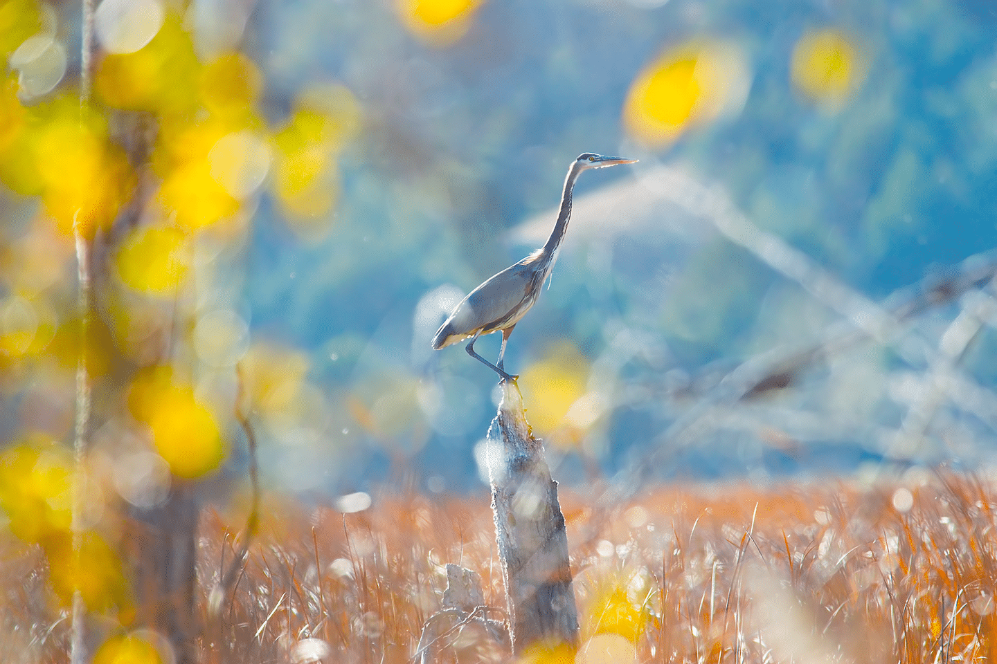 Discover great birdwatching at these 8 wetlands