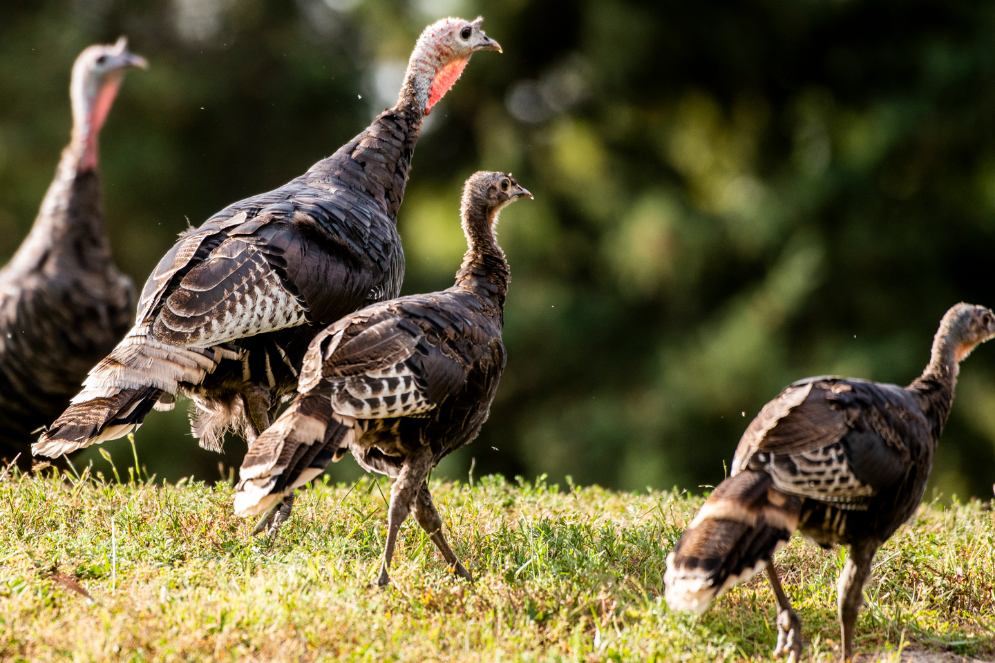 Turkey Brood Survey