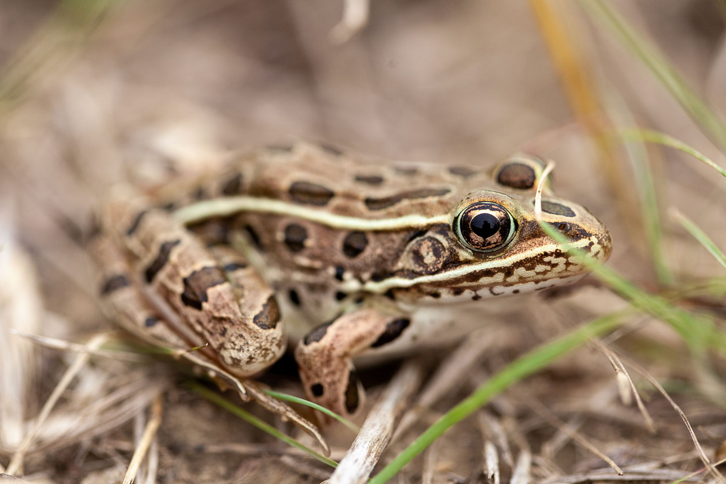 Northern Leopard Frog (Lithobates pipiens)