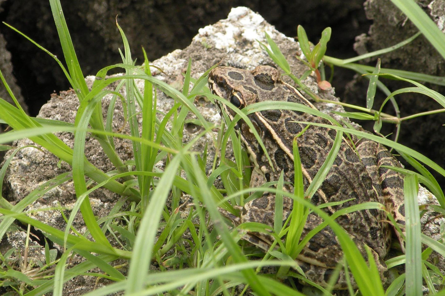 Plains Leopard Frog