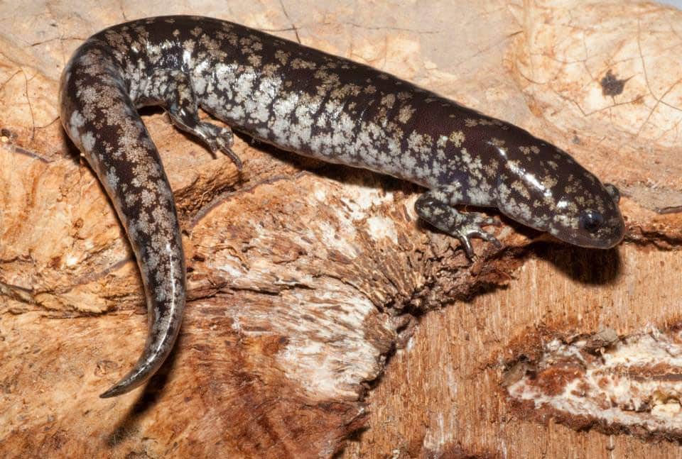 Small-Mouthed Salamander