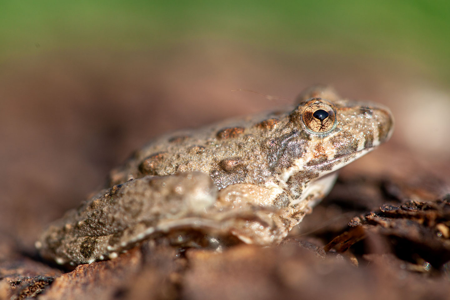 Blanchard's cricket frog